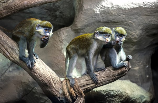 1 ноября в Зоопарке откроется обновленный музей 1 ноября в Зоопарке откроется обновленный музей