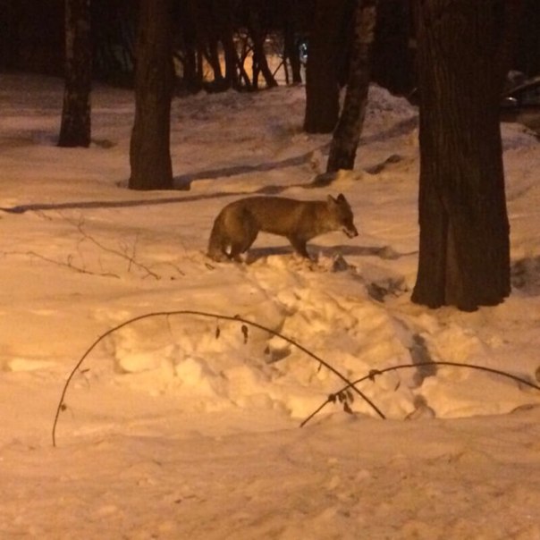 Рублевские лисицы Рублевские лисицы