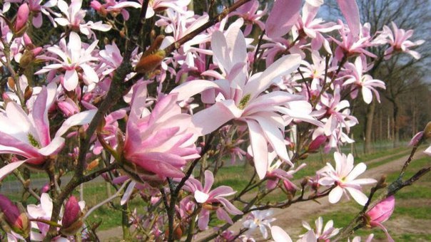 В «Аптекарском огороде» расцвели белые магнолии В «Аптекарском огороде» расцвели белые магнолии