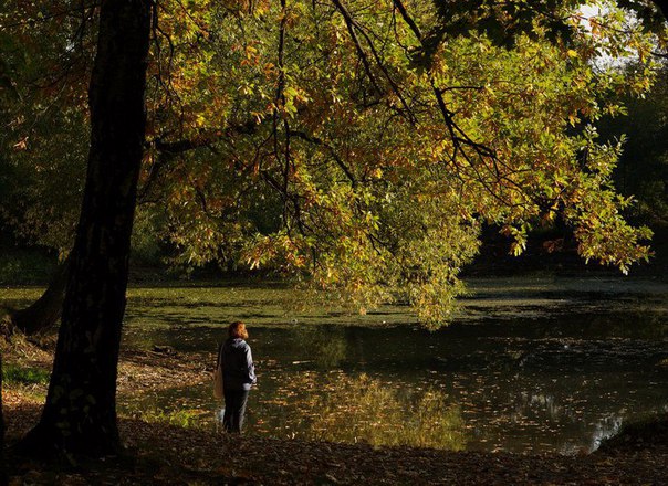 Генпрокуратура не нашла нарушений при вырубке деревьев в «Кусково» Генпрокуратура не нашла нарушений при вырубке деревьев в «Кусково»