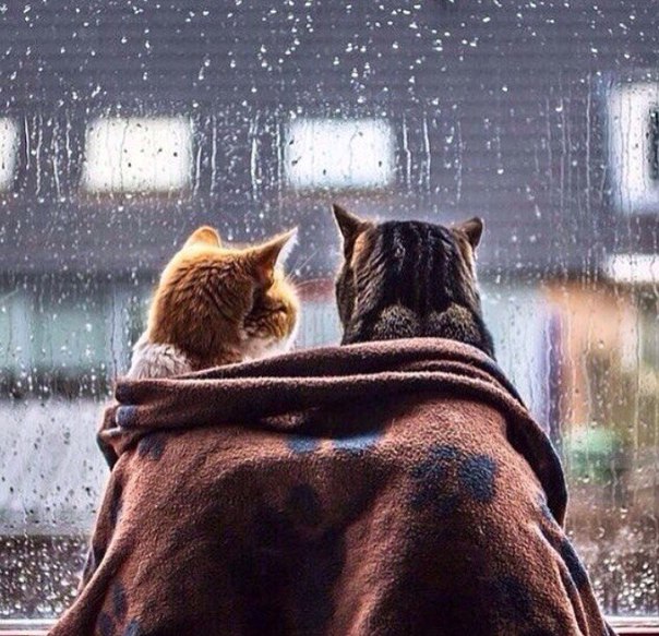 Хочется сейчас укутаться в одеяло Хочется сейчас укутаться в одеяло