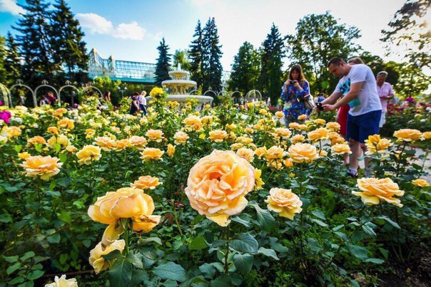 Самые красивые места в Москве, где можно любоваться цветами Самые красивые места в Москве, где можно любоваться цветами