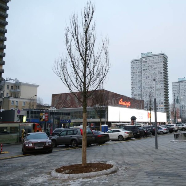 Новый Арбат постепенно превращается в улицу вязов. Фредди Крюгера там нет, зато есть деревья вязы, к которым позже присоединятся клёны, липы, дубы, лиственницы и прочие деревья Новый Арбат постепенно превращается в улицу вязов. Фредди Крюгера там нет, зато есть деревья вязы, к которым позже присоединятся клёны, липы, дубы, лиственницы и прочие деревья