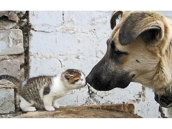 В Москве проведут выставку кошек и собак из приютов во Всемирный день бездомных животных В Москве проведут выставку кошек и собак из приютов во Всемирный день бездомных животных