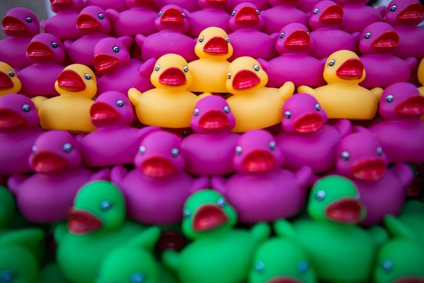 Благотворительный заплыв утят Благотворительный заплыв утят