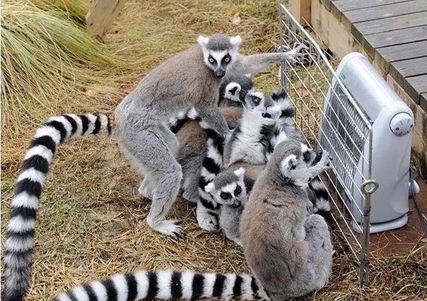 В День рождения столицы перед гостями Московского зоопарка проведут кормление 12 видов животных В День рождения столицы перед гостями Московского зоопарка проведут кормление 12 видов животных