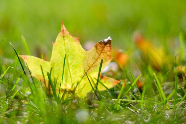 Осень на аллеях ВДНХ Осень на аллеях ВДНХ