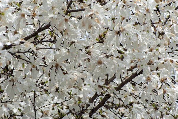 В «Аптекарском огороде» расцвели белые магнолии В «Аптекарском огороде» расцвели белые магнолии