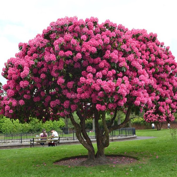 Первые в Москве рододендроны расцвели в Ботаническом саду МГУ «Аптекарский огород». Первые в Москве рододендроны расцвели в Ботаническом саду МГУ «Аптекарский огород».