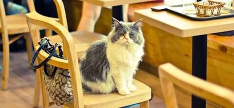 Самые мимимишные заведения Москвы Самые мимимишные заведения Москвы